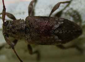Sternidius alpha